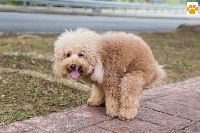 die Verstopfung beim Hund