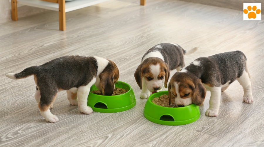 You are currently viewing Richtige Hundeernährung: Was gehört in den Napf?