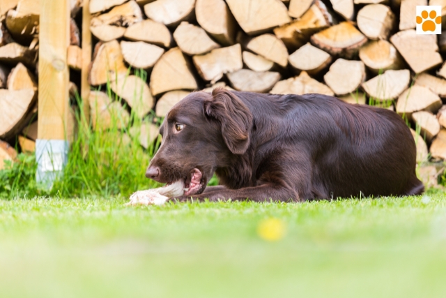 gesunde Hundeernährung