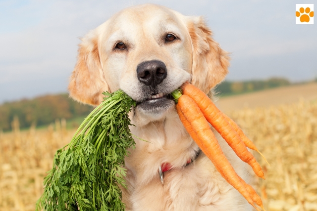 gute Hundeernährung