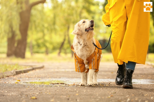 jetzt Bindung zum Hund stärken